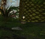 Tend to the coconut gwyl ring. location.jpg