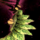 Verdant Stairs.png
