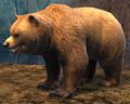Bear (NPC).jpg