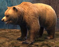 Bear (NPC).jpg