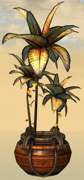 File:Potted Reaching Blue Fern side.jpg