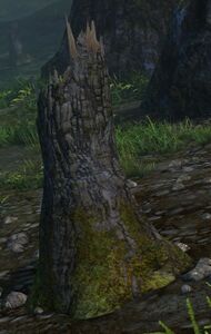 Decaying Stump.jpg