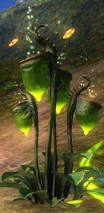 Nectar Plant.jpg