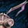 Twin Spinal Blades.png