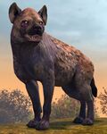 Hyena.jpg