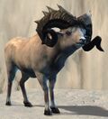 Longhorn Ram.jpg