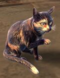 Tortoiseshell Cat.jpg
