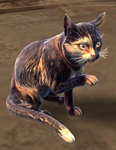 Tortoiseshell Cat.jpg