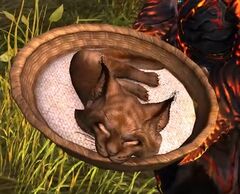 Warclaw Cub bundle.jpg