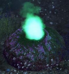 Anemone.jpg