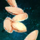 Butternut Squash Seeds.png