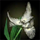 Krytan Spiderwort Bloom.png