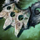 Sprocket Orichalcum Amulet.png