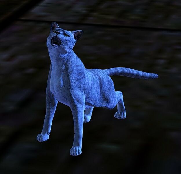 File:Cat (Dusty).jpg