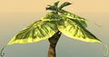 Potted Broad Paddlefrond close-up.jpg