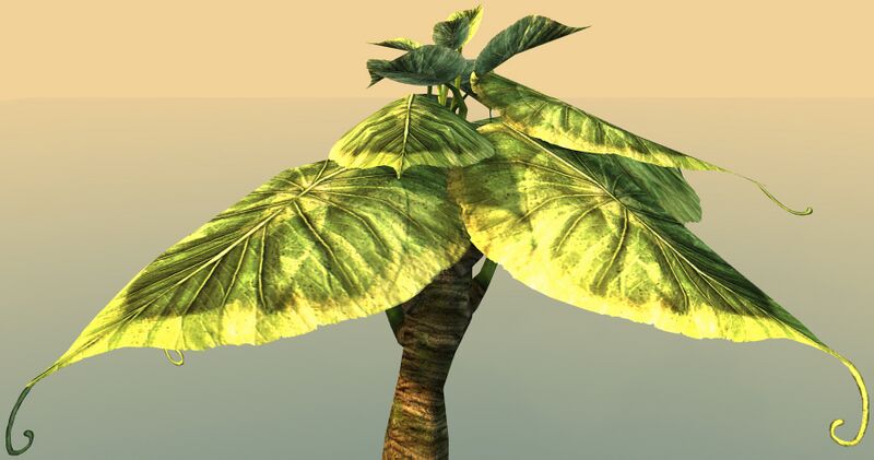 File:Potted Broad Paddlefrond close-up.jpg
