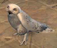 Snow Owl.jpg