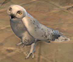Snow Owl.jpg