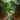 Swamp Gas.png