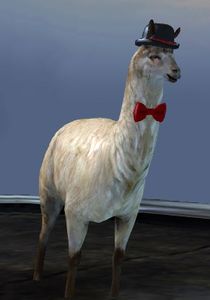Lost Lavish Llama.jpg