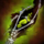 Mad Realm Scepter.png