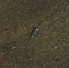 Arrowhead (object).jpg