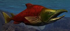 Sockeye Salmon.jpg