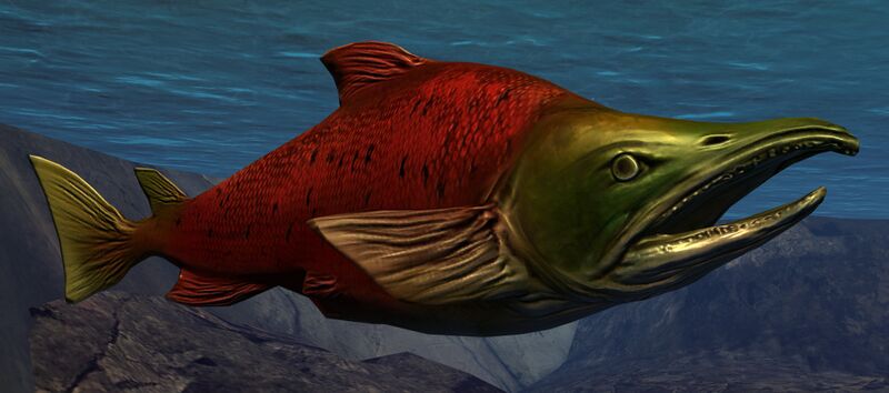 File:Sockeye Salmon.jpg
