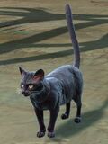 Fluffy Black Cat.jpg