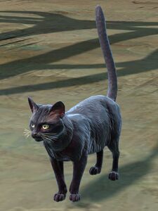 Fluffy Black Cat.jpg
