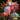 Mini Hermit Crab.png