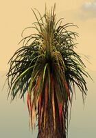 Potted Petticoat Palm close-up.jpg