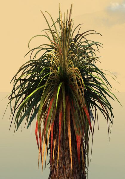 File:Potted Petticoat Palm close-up.jpg