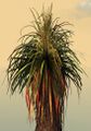 Potted Petticoat Palm close-up.jpg