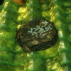 Bird Nest (Mori Village).jpg