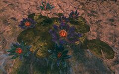 Lotus.jpg