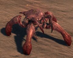 Crazed Young Karka.jpg