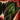 Evergreen Shoulderguards.png