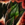 Evergreen Shoulderguards.png