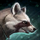 Ring-Tailed Jackal.png