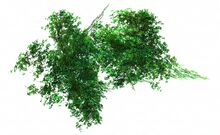 Branchless Bush.jpg