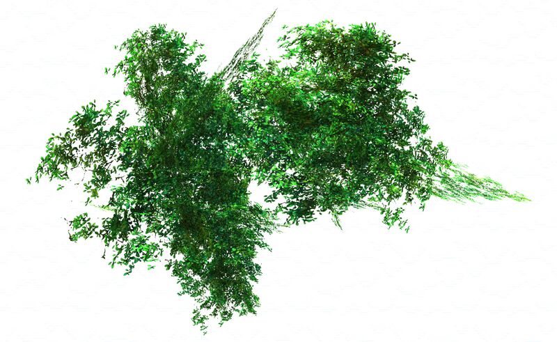 File:Branchless Bush.jpg