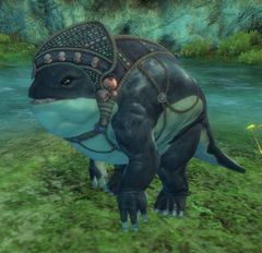 Coddler Female.jpg
