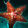 Starfish Souvenir.png