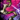 Dragon's Jade Needler.png