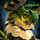 Glademire.png