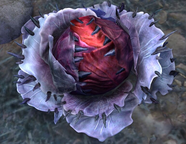 File:Thornsprout Bloom.jpg