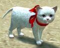 White Kitten.jpg