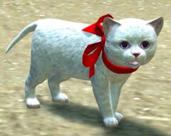 White Kitten.jpg
