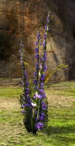 Caledon Lavender (object).jpg